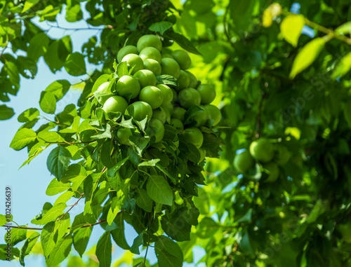 Green plums on a branch