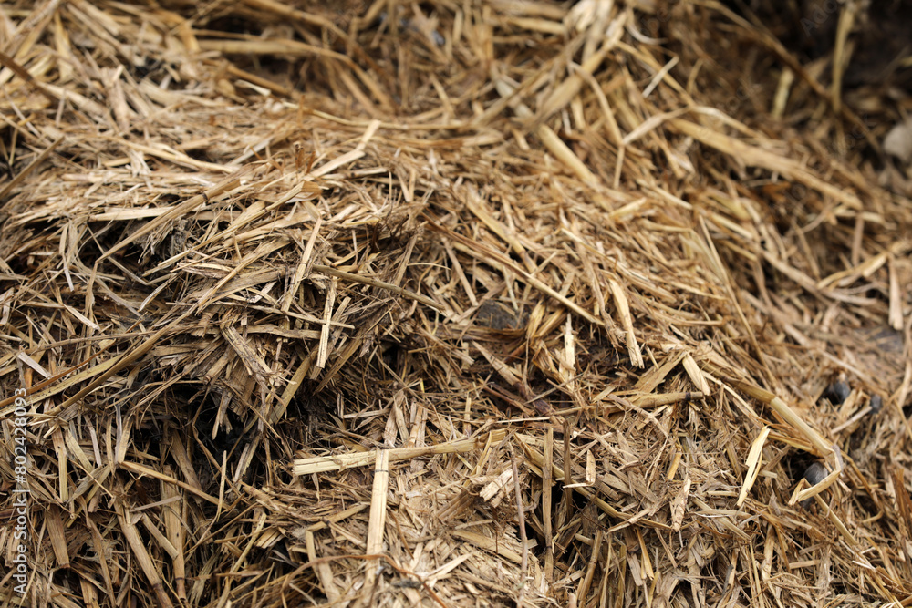 Horse manure Horse droppings dung in a field Horse manure Horse droppings dung in a field