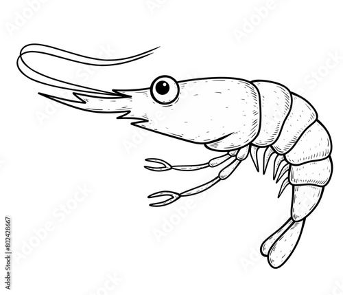 shrimp vector illustration