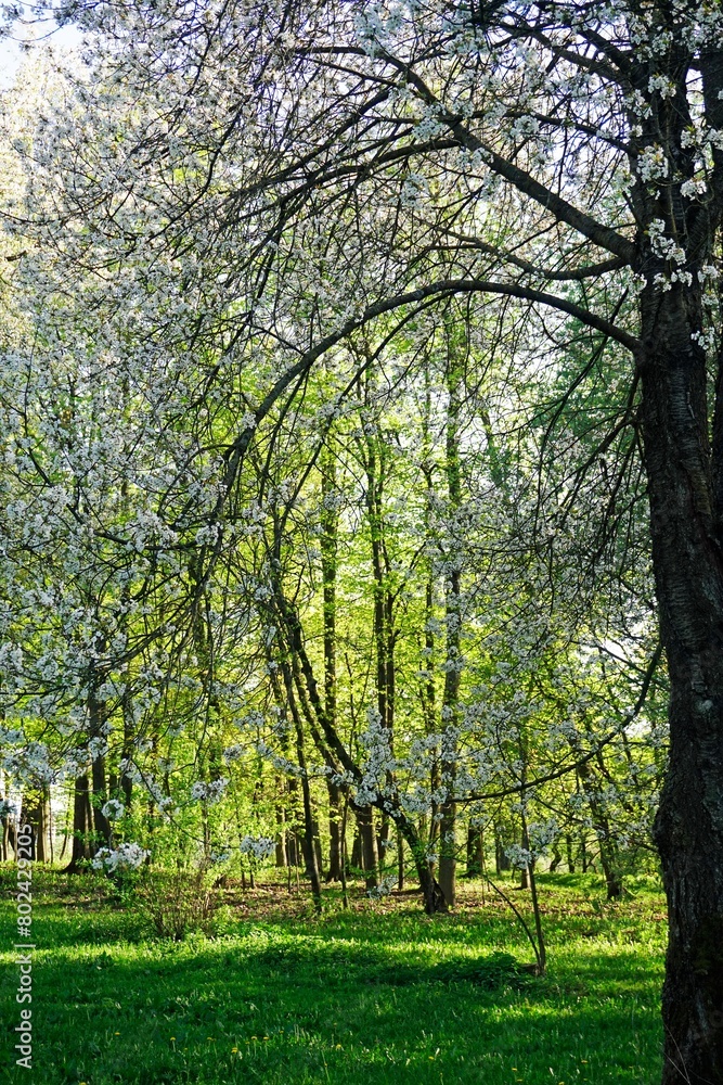 Spring in the garden. Tall white pear tree in flowers. Vertical shot.