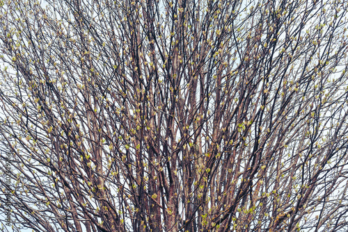 rowan tree in spring