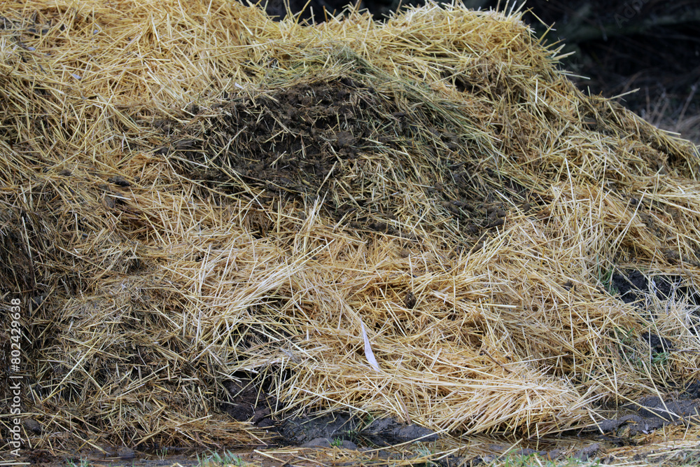Horse manure Horse droppings dung in a field Horse manure Horse droppings dung in a field