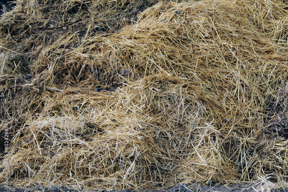 Horse manure Horse droppings dung in a field Horse manure Horse droppings dung in a field