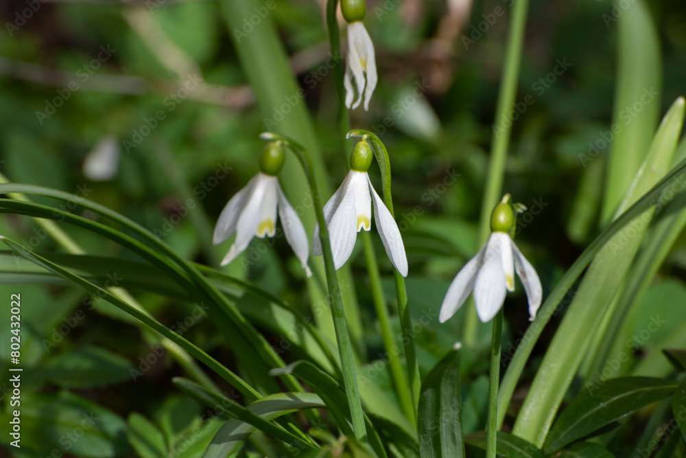 snowdrops in spring snowdrops in spring