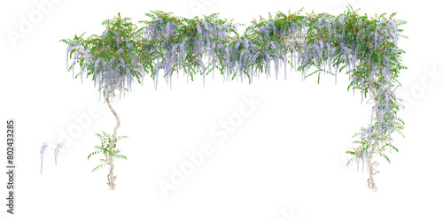 Cutout creeper plants .Climbing plant in summer isolated on white background © Saifstock