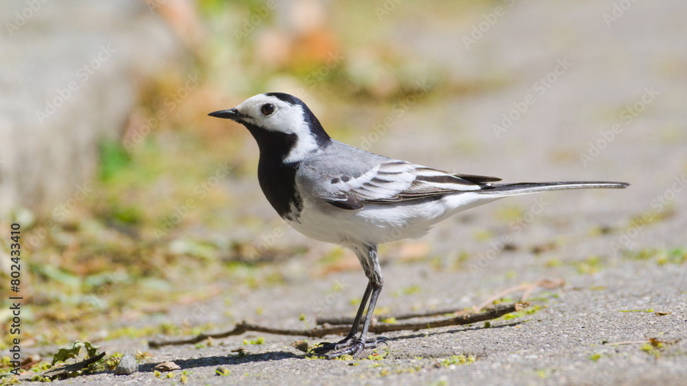 Motacilla alba aka White wagtail is walking in the center of residential area. Motacilla alba aka White wagtail is walking in the center of residential area.