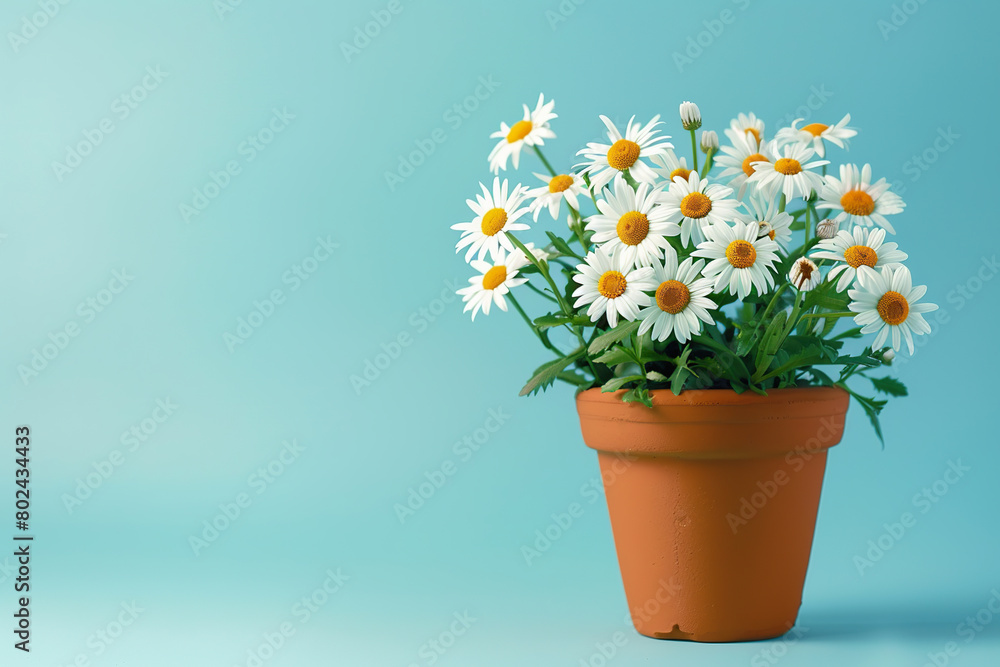 Fresh daisy flowers in pot on blue background