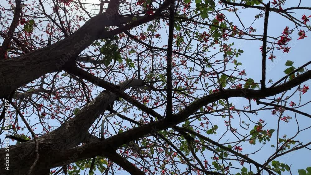 Beautiful flowers blooming on the branches of the red silk cotton tree. Bombax Ceiba Beautiful flowers blooming on the branches of the red silk cotton tree. Bombax Ceiba