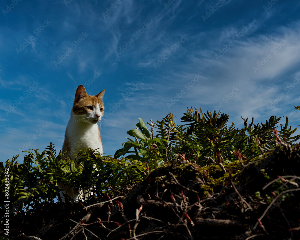 un chat qui regarde sur la droite sur une haie avec un ciel bleu