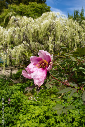 Sun shining on a pink peony growing in front of a wisteria tree in the Hermannshof Gardens in Weinheim, Germany.