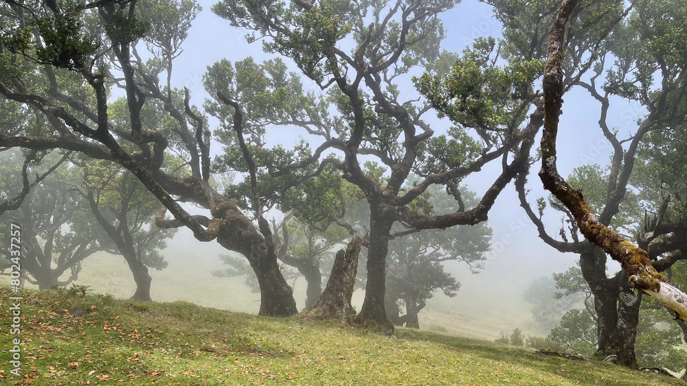A foggy meadow filled with ancient, gnarled trees and twisted branches creates a mystical and peaceful atmosphere in the serene landscape. A foggy meadow filled with ancient, gnarled trees and twisted branches creates a mystical and peaceful atmosphere in the serene landscape.
