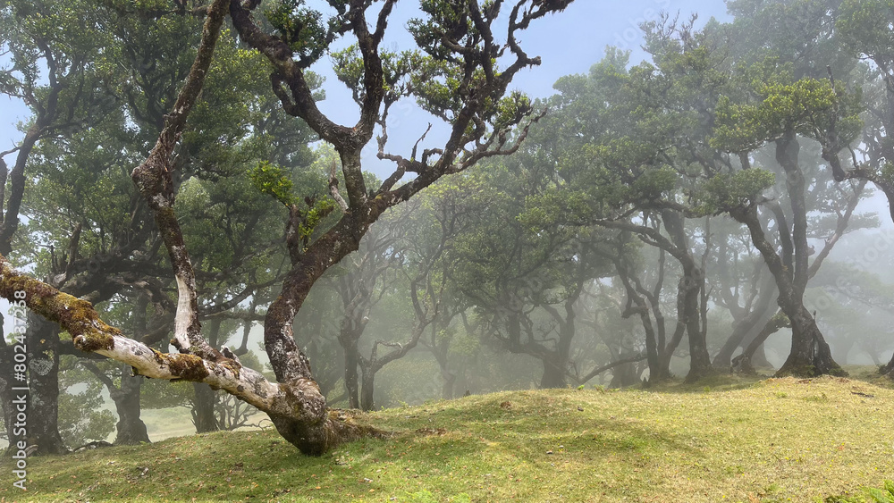 Fototapeta premium A foggy forest with gnarled trees and twisted branches stretches across a grassy hillside, creating a mystical and tranquil scene.