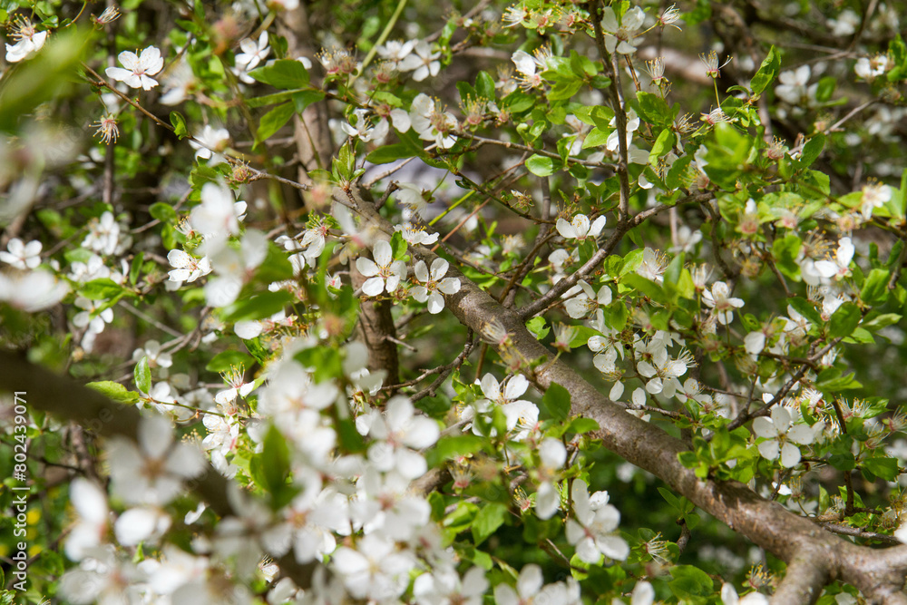Obraz premium Tree blooming in early spring with white flowers 