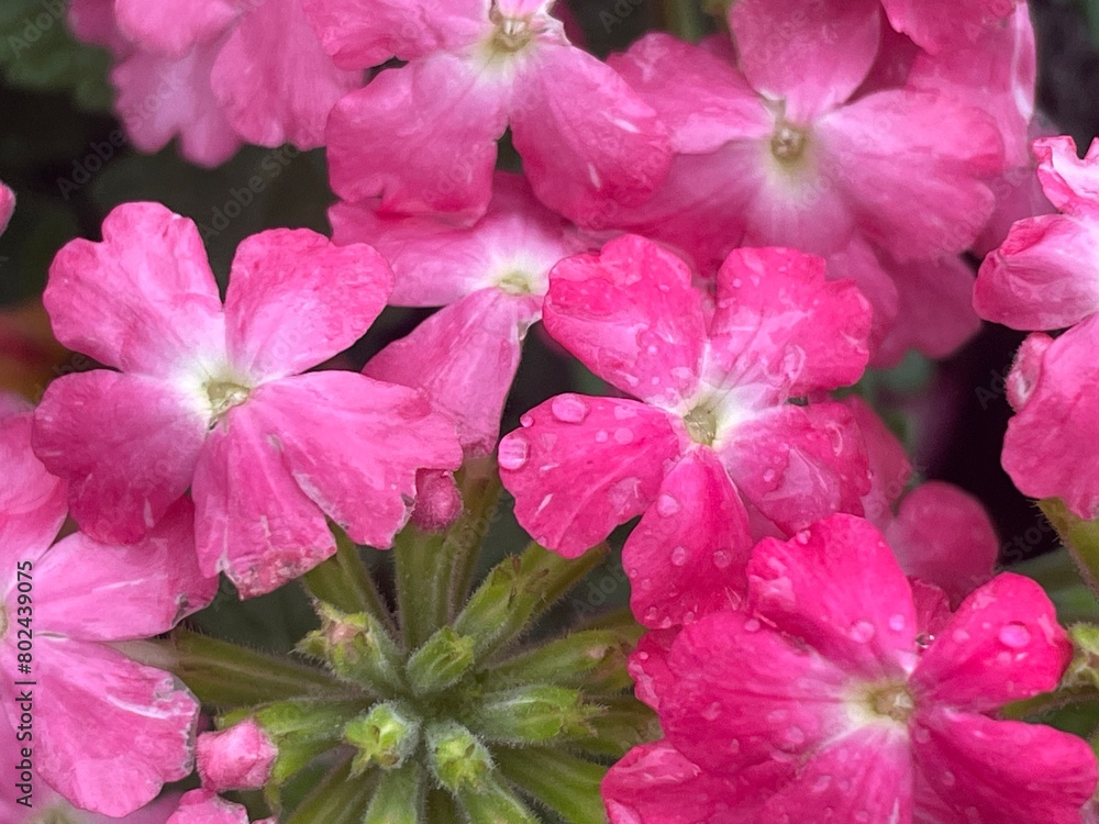 Vibrant pink flowers with raindrops, close-up view.
Vibrant pink flowers with raindrops, close-up view.