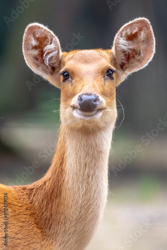 Photography Barasingha - rucervus duvaucelii branderi - Cerf de Duvaucel