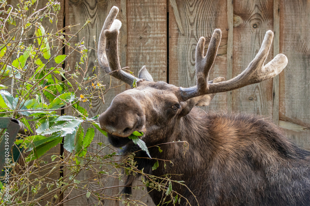 American Moose - Orignal - Alces Alces American Moose - Orignal - Alces Alces