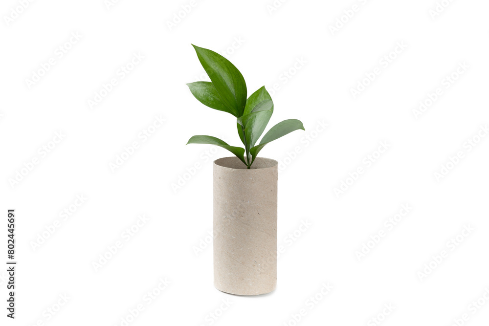 Empty toilet paper roll. Empty toilet paper rolls and plant for isolated on white background. Paper tube of toilet paper. Place for text. Copy space. Eco-friendly reuse recycle Empty toilet paper roll. Empty toilet paper rolls and plant for isolated on white background. Paper tube of toilet paper. Place for text. Copy space. Eco-friendly reuse recycle