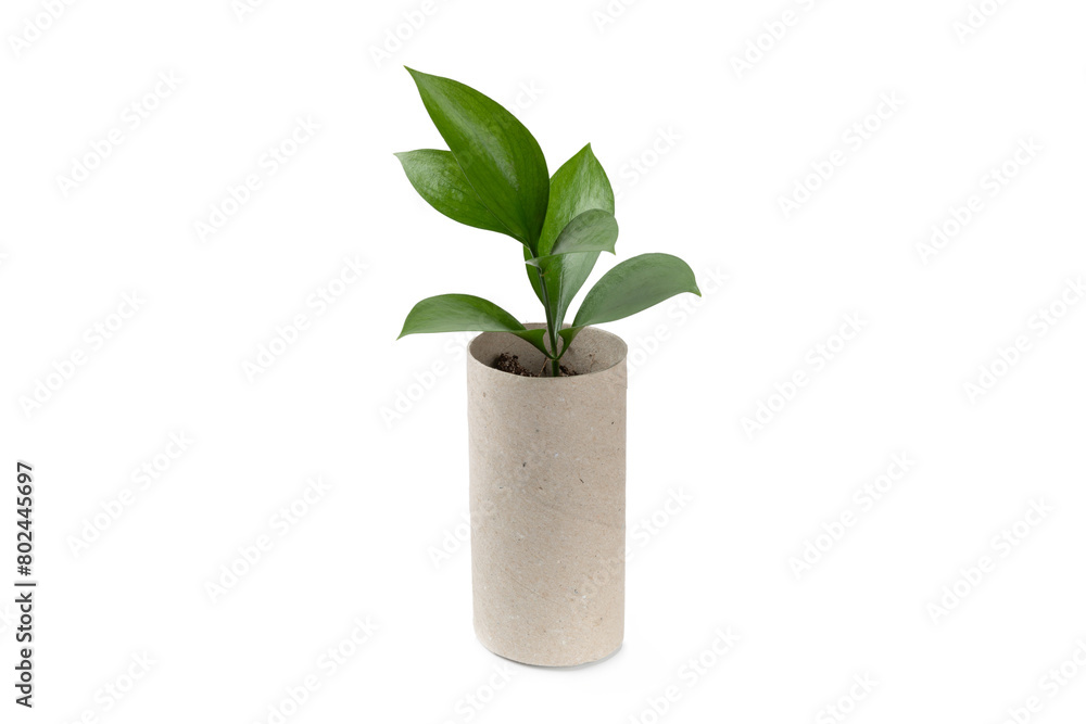 Empty toilet paper roll. Empty toilet paper rolls and plant for isolated on white background. Paper tube of toilet paper. Place for text. Copy space. Eco-friendly reuse recycle Empty toilet paper roll. Empty toilet paper rolls and plant for isolated on white background. Paper tube of toilet paper. Place for text. Copy space. Eco-friendly reuse recycle