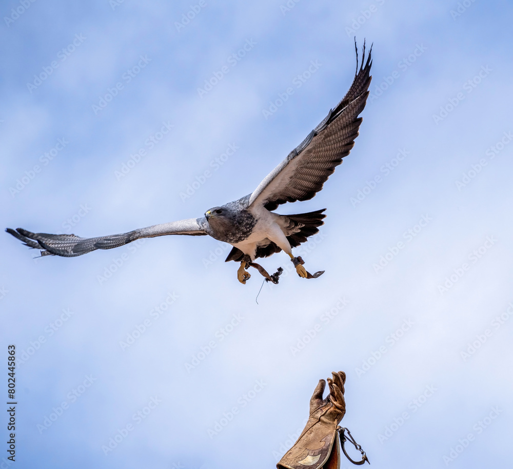 Peregrine falcon, a species of Falcons and caracaras falconidae aka great footed hawk peregrine landing on a handler's glove