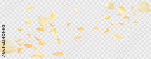 Yellow falling rose or sunflowers petals.Transparent panoramic horizontal background.Amber flower spring template. #802446008
