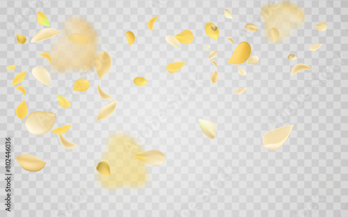 Yellow falling rose or sunflowers petals.Transparent panoramic horizontal background.Amber flower spring template.