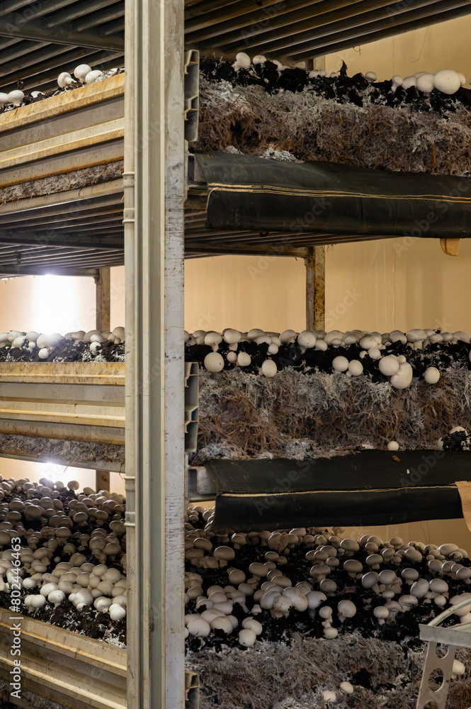 Growing of white champignons mushrooms, mycelium grow from compost into casing on organic farm in Netherlands, food industry in Europe Growing of white champignons mushrooms, mycelium grow from compost into casing on organic farm in Netherlands, food industry in Europe