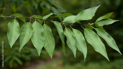 Pointed ovate-lanceolate green leaves with serrated margins hanging on branchlets of a Common Hackberry (Celtis occidentalis) photo