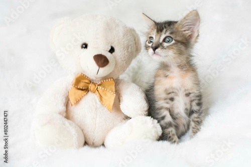 Little gray baby cat cub pet photography studio photoshoot © natrocfort