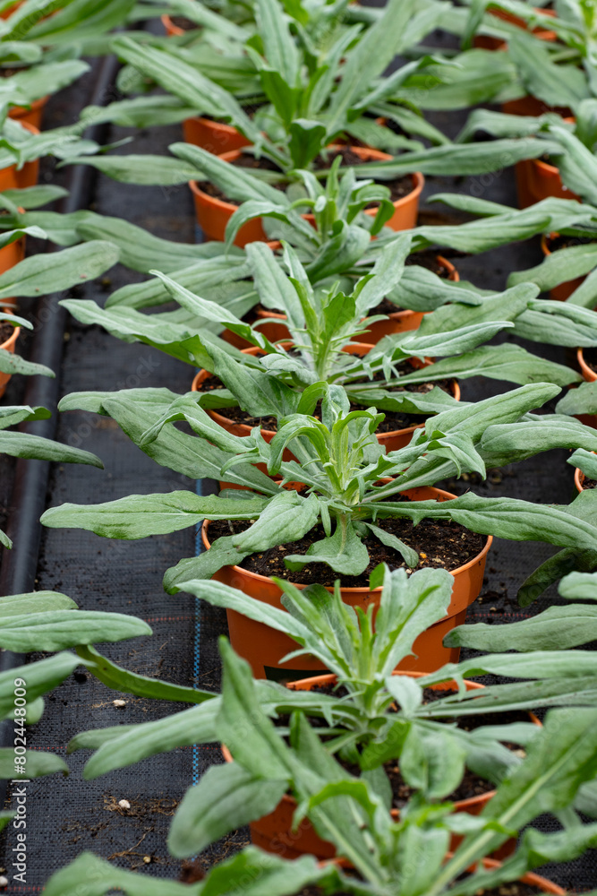 Obraz premium Young plants of centaurea thistle-like flowering plants in greenhouse, cultivation of eatable plants and flowers, decoration for exclusive dishes in premium gourmet restaurants