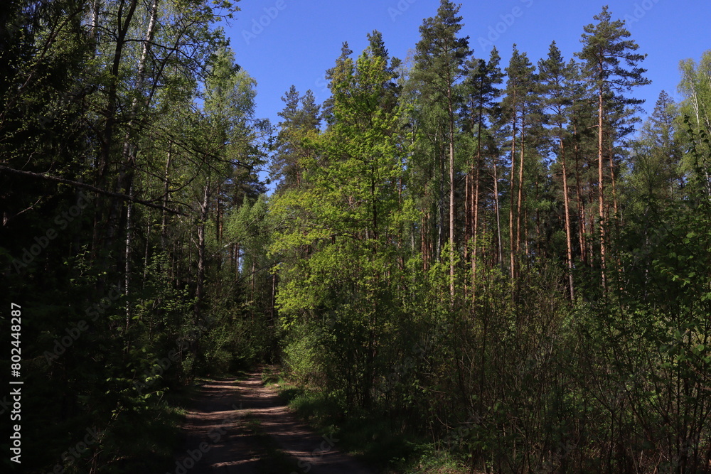 Beautiful pine forest on a sunny summer day.