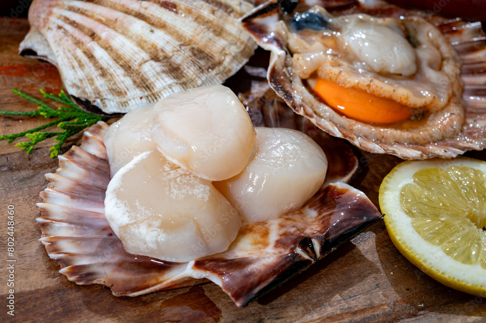 Atlantic bay scallops coquille St. James sea shells, catch of the day in Normandy or Brittany, France is shells and cleaned Atlantic bay scallops coquille St. James sea shells, catch of the day in Normandy or Brittany, France is shells and cleaned