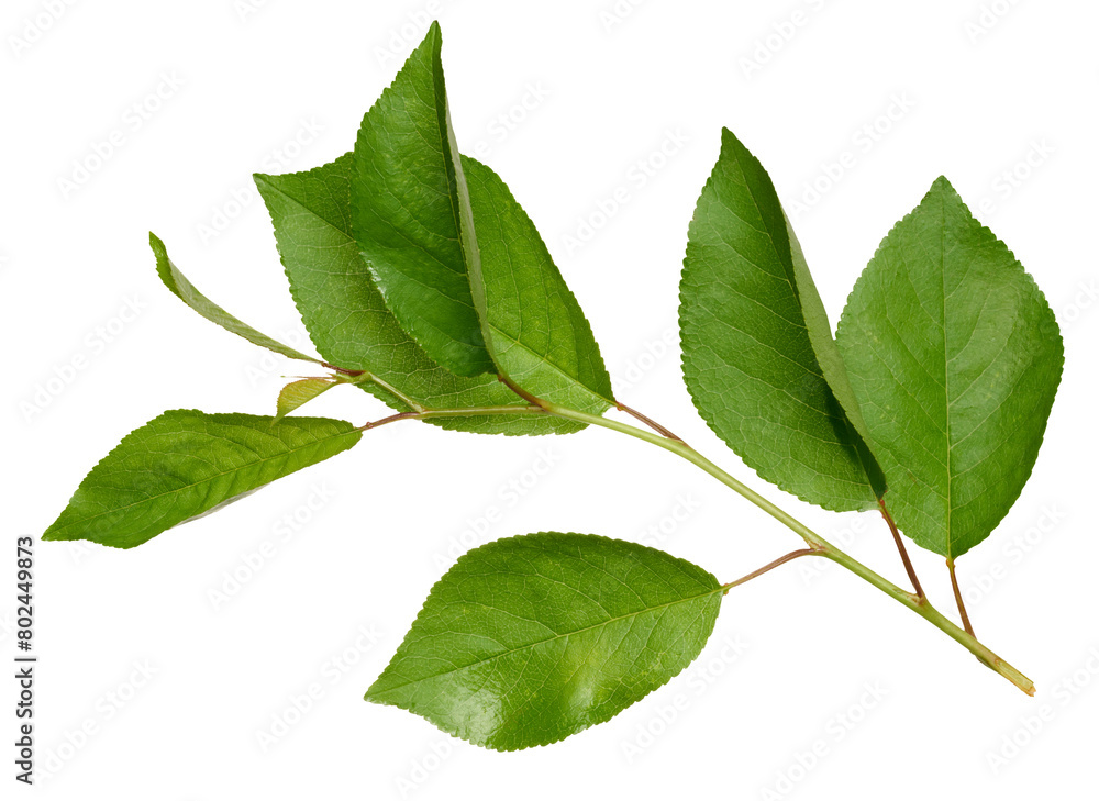 Fototapeta premium Cherry tree branch with green leaves on isolated background