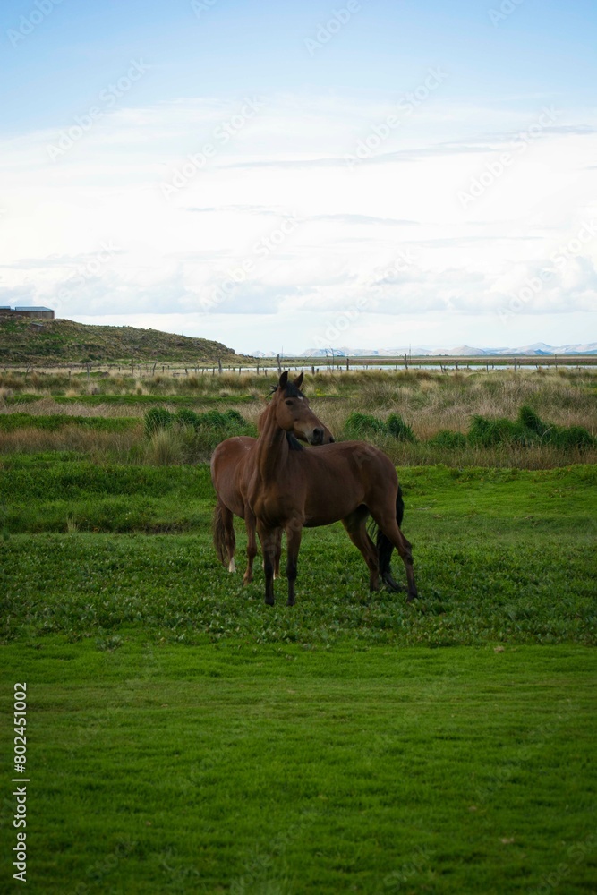 Horses running on a field in the andes Puno sierra Peru Horses running on a field in the andes Puno sierra Peru