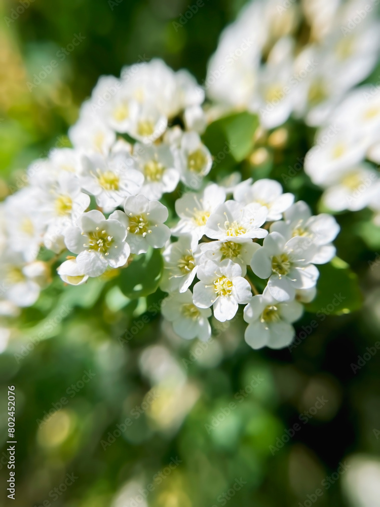 White flowers Spirea (spiraea cantoniensis) close-up