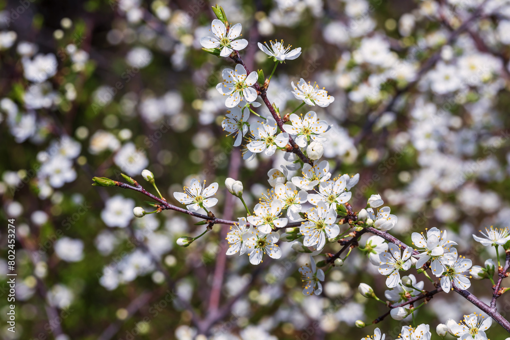White cherry blossoms in the spring garden.