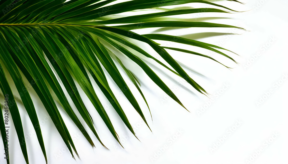 Obraz premium Green palm leaves on a white background: Tropical foliage with vibrant green coloration for exotic nature concepts