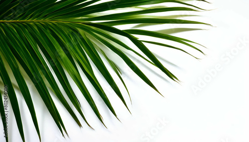 Green palm leaves on a white background: Tropical foliage with vibrant green coloration for exotic nature concepts