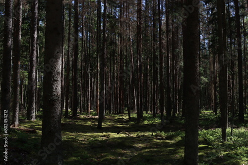 Sunlight in a dark pine forest. Backlight in a coniferous forest after a rain in the summer. Dark misty forest.