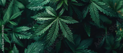 Cannabis leaves close-up with dark background
