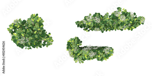 Group of creeper plants, isolated on transparent background. 3D render.Top view