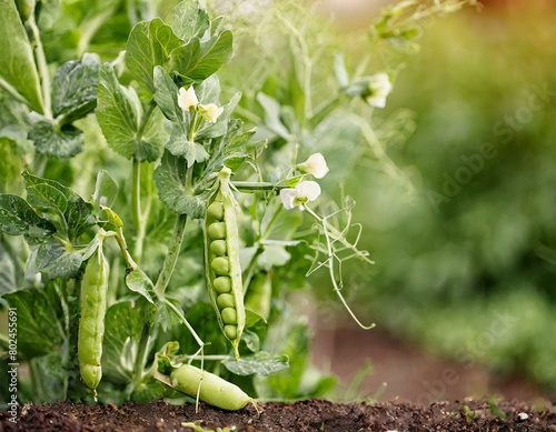 Groszek rosnący w ogródku photo