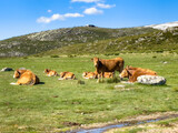 Cows grazing on the mountains in Spain. Brown cows. A standing cow and the other cows lying in the green meadow.