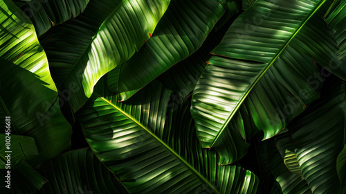 Banana leaf with green texture as a natural backdrop. Palm leaf texture with a green design. Abstract backdrop with a green stripe on palm leaf pattern. Georgia s Batumi with shadows.