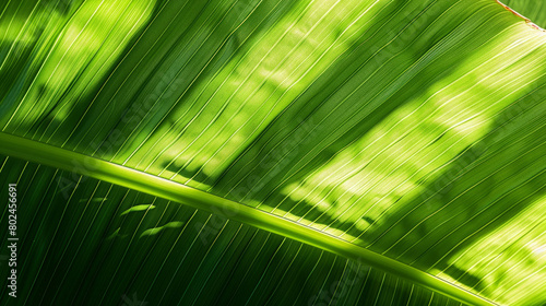 Banana leaf with green texture as a natural backdrop. Palm leaf texture with a green design. Abstract backdrop with a green stripe on palm leaf pattern. Georgia s Batumi with shadows.