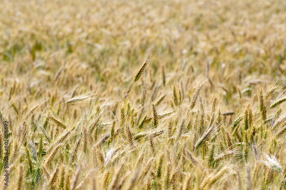 Hordeum vulgare barley tall stem and seeds in golden yellow color before harvesting on the field, ripening agricultural cereal Hordeum vulgare barley tall stem and seeds in golden yellow color before harvesting on the field, ripening agricultural cereal