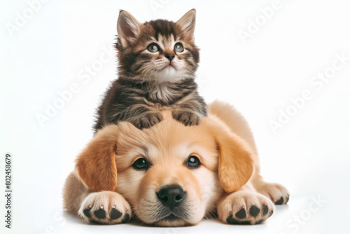 kitten climbing on puppies head. young dog and young cat together. pet friendship concept on a white background