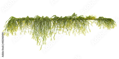 Set of various creeper plants, isolated on transparent background. 3D render