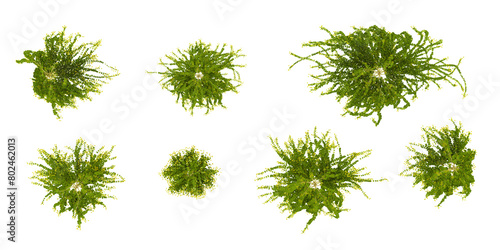 Set of various creeper plants, isolated on White background. 3D render.Top view