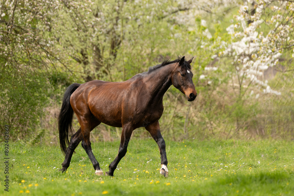 Pferd trabt vor Kirschbäumen