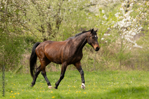 Pferd trabt vor Kirschbäumen © Nadine Haase